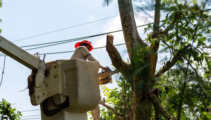 Tree care and maintenance services in Pasadena