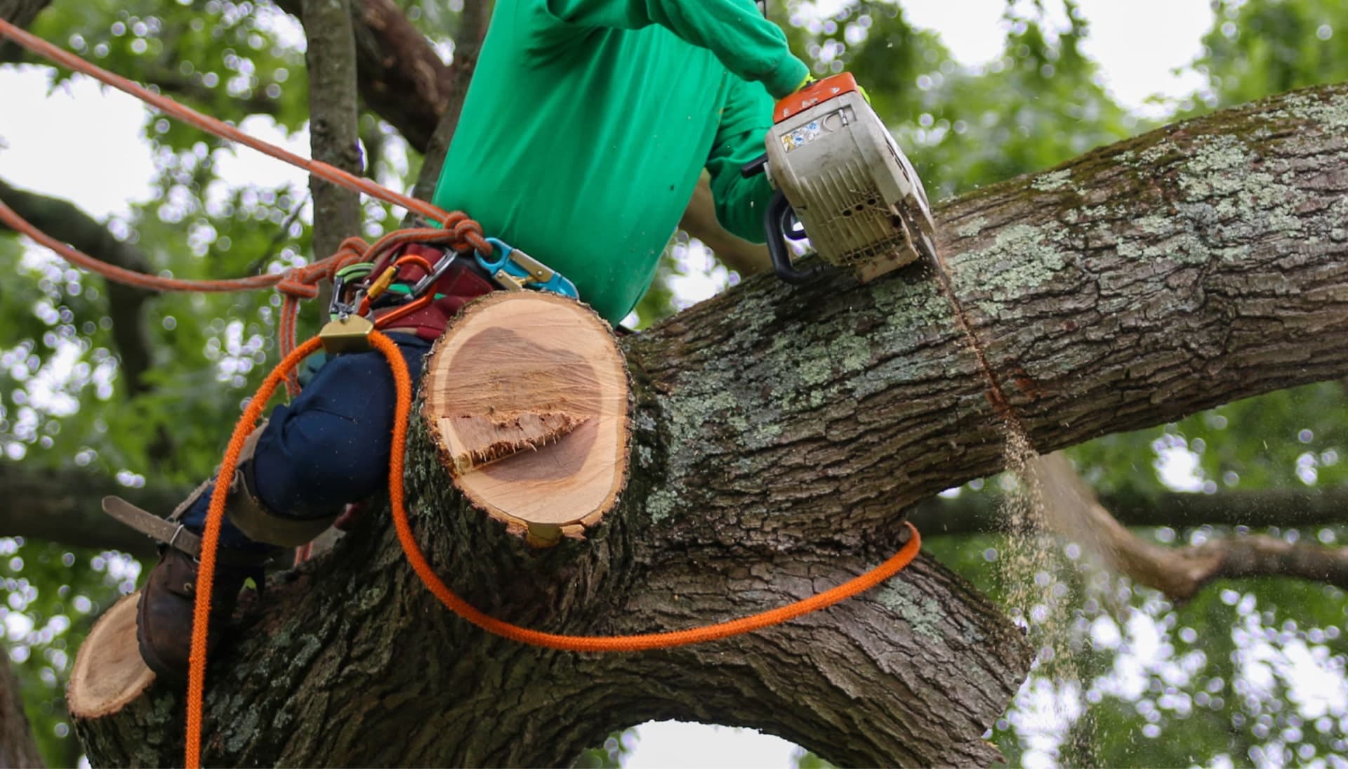 Relax with Pasadena best tree removal.