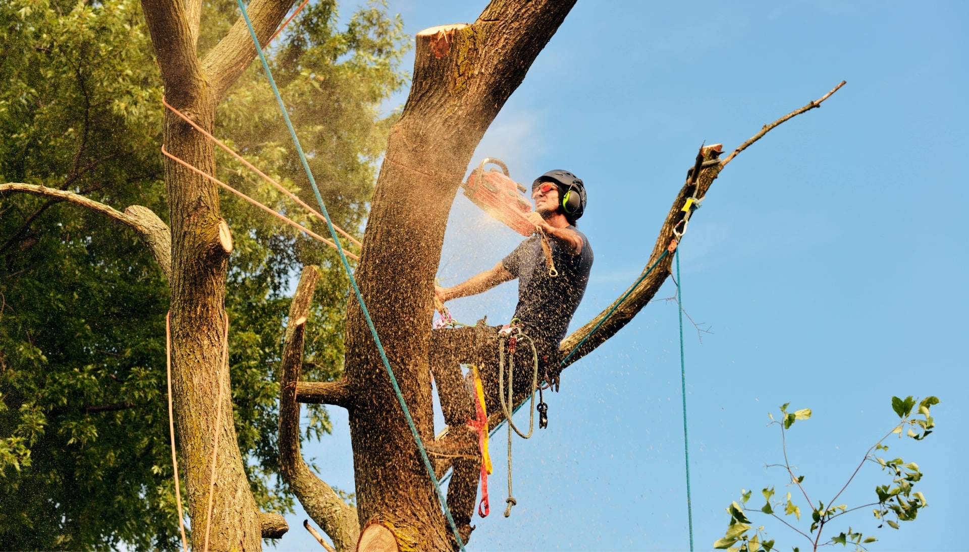 Pasadena tree removal experts solve tree issues.