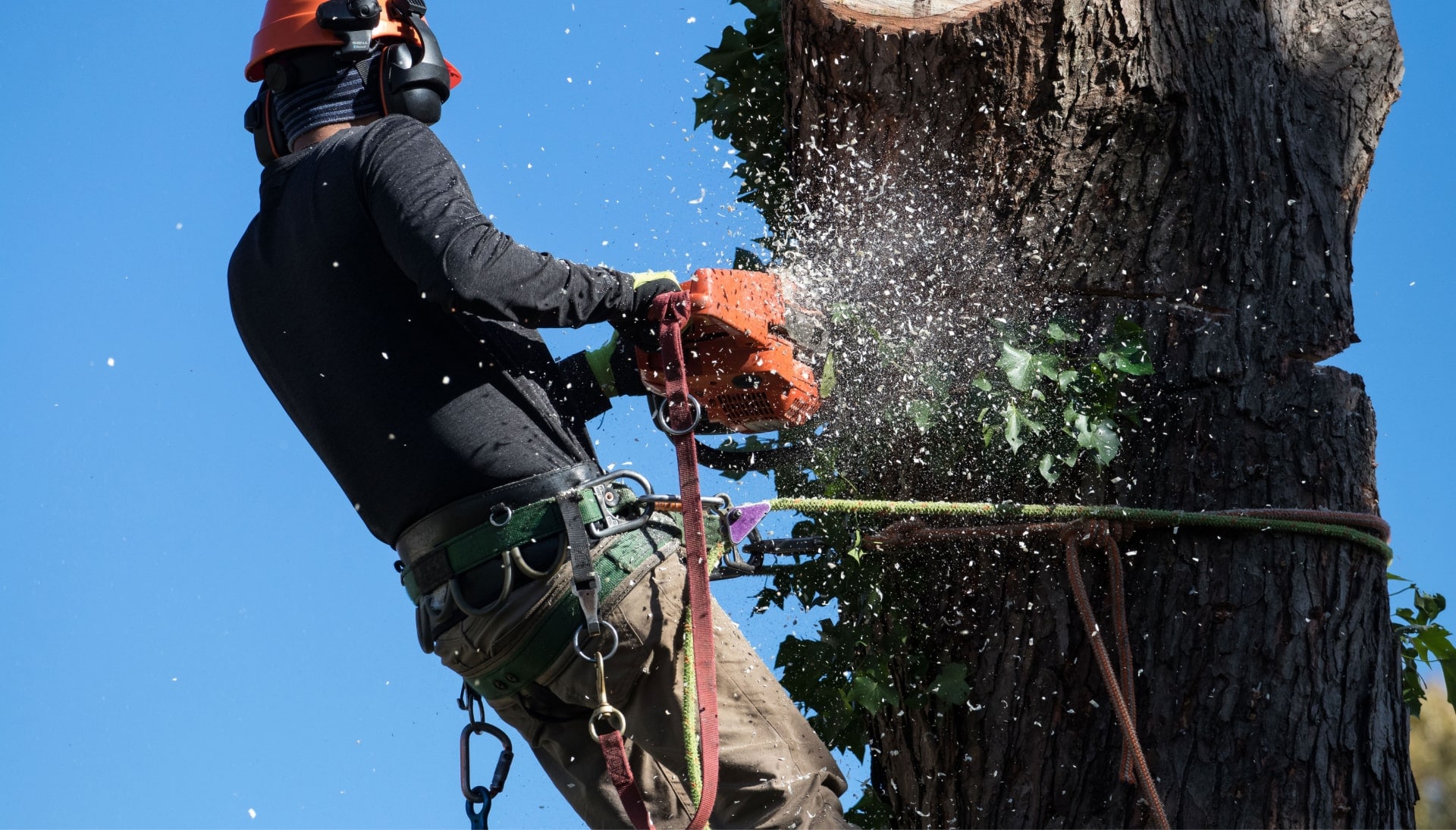 Professional Tree removal solutions in Pasadena