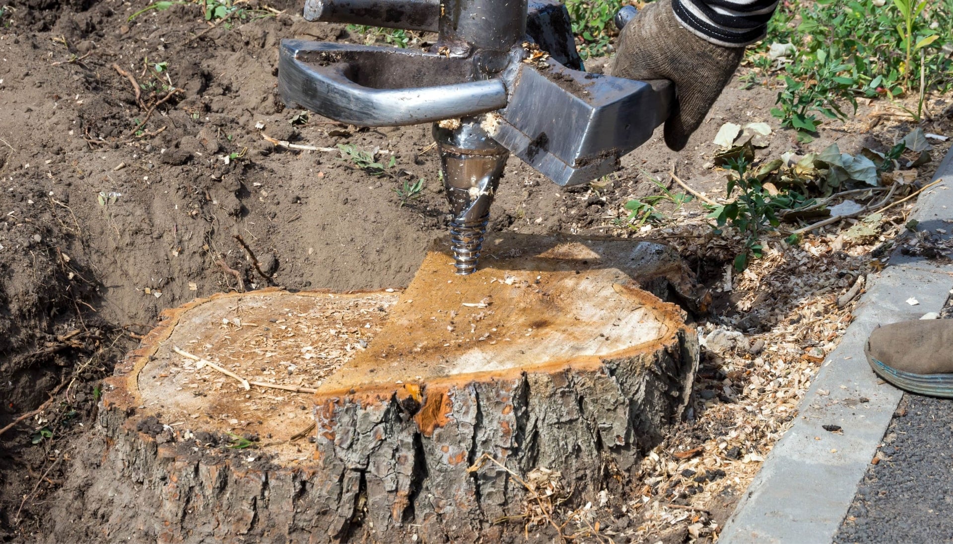 Pasadena Tree stump removal